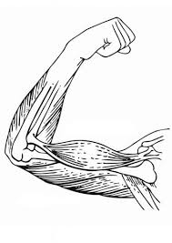 Some of the worksheets for this concept are count on clifford clifford the big red. Kid Anatomy Coloring Page Upper Arm B111 Coloring Pages Performance