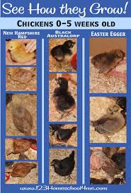 see how chicks grow week by week raising chickens keeping