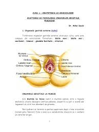 Organe genitale interne reprezentate de gonade şi căi genitale interne, organe genitale externe şi organe anexe. 121322885 Anatomia Si Fiziologia Organelor Genitale Feminine