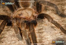 Texas Brown Tarantula