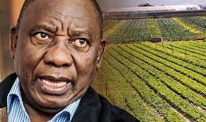 Founded by ramaphosa in 2001, shanduka owned stakes in mining entities, financial institutions, mcdonald's south african. South Africa Farm Seizures Begin Chaos As First Expropriation Of White Owned Farms Starts World News Express Co Uk