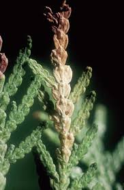 Image result for argyresthia thuiella thuja symptoms