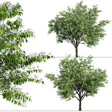 Maybe you would like to learn more about one of these? Set Of Flowering Kousa Dogwood Trees 121128 3d Model Download 3d Model Set Of Flowering Kousa Dogwood Trees 121128 121128 3dbaza Com