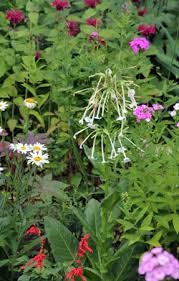 Water pots or trays from below by placing the trays/pots in a sink or large container and letting the. Flowering Tobacco Nicotiana Sylvestris Wisconsin Horticulture