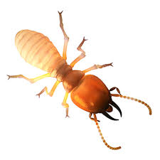 Don't ignore this important sign. Termite Exterminator Viking Pest Control Nj Pa Md De