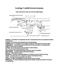 What structures are used for capturing prey and securing and eating food? Crayfish External Anatomy Labeling Ws Crayfish Anatomy Homeschool Learning
