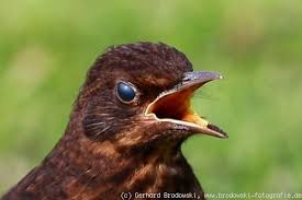 Oft bauen sich amseln ihren nistplatz auch in balkonkästen, zum beispiel inmitten von dicht. Amsel Steckbrief Lebensraum Brutverhalten Bilder Referat