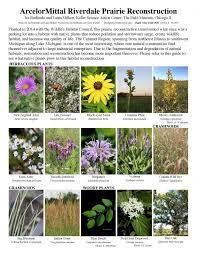 The official state flower of illinois the the violet. Guides Field Guides