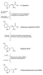 Serotonin 1948'de page tarafından dokulardan ve öte¬ki maddelerden ayrılıp bulunmuştur. Serotonin Wikipedia