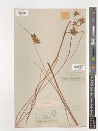 Image result for Pycreus unioloides