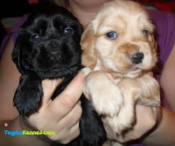 Find cocker spaniels for sale on oodle classifieds. Cocker Spaniel Puppies For Sale Puppies For Sale Dogs For Sale Dog Breeders Dog Kennel Kitten For Sale Cat For Sale