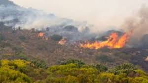 5,000 brands of furniture, lighting, cookware, and more. Cape Fires Are Right On Time For Fynbos Says Uct Ecologist