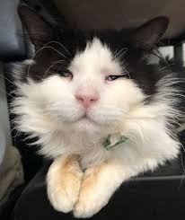 Meet The Sweet Senior Cat With Micropthalmia Who Found An Amazing Forever Home After He Was Surrendered To A Shelter By His Former Owner In 2020 Senior Cat Cats Cat Adoption