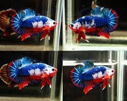 M152thai Import Red White Blue Halfmoon Plakat Hm Live Male Betta Fish Betta Fish Betta Red And White