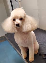 Mountain Lore Animal Hospital