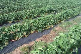 Cultura De Capsuni Sfaturi Practice Pentru Venituri De Cel Putin 23 000 De Euro La Hectar Stiriagricole Ro Plants