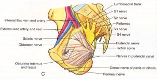 These muscles origin in continuity from the body of the pubis, along a tendinous arch over the obturator internus fascia, and the ischial spine. Icsm Y1 Anatomy Of The Abdomen Pelvis And Peritoneum Male Pelvis Flashcards Quizlet