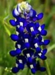 Jo Anne Strickland Obituary