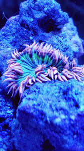 Thoughts On Rock Flower Anemones In A Reef Tank Invertebrate Forum Nano Reef Community