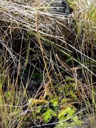 Image result for Lycopodiella sarcocaulon