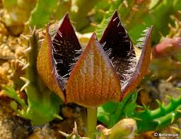 Image result for Tridentea