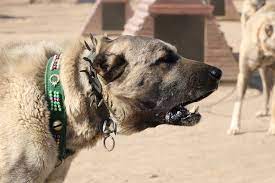 son dakika haberleri panosundaki pin