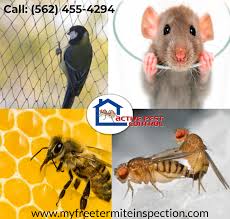 The best pest control in los angeles. Termite Fumigation Orange County Call The Termite Fumigation Experts At By Active Pest Control Medium