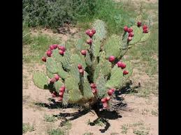 Learn more about prickly pear cactus uses, benefits, side effects, interactions, safety concerns, and effectiveness. Root A Prickly Pear Cactus Or Not 2 Important Channel Mentions For Desert Gardening Youtube