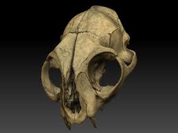 High Definition Scan Of A Cat Skull With Texture 3d Model Cat Skull Texture Mapping 3d Model