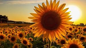 Came into the world just shy of a whopping 40 pounds. An American Farmer Planted More Than 2 Million Sunflowers To Provide A Respite During This Rough Year Ctv News