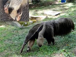 Image result for Zehneria tridactyla