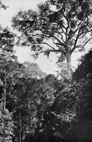 Image result for Oldfieldia macrocarpa