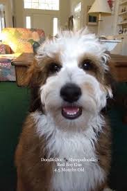 We specialize in the mini and standard sheepadoodle! Red Sable Sheepadoodle Sheepadoodle Sheepadoodle Puppy Puppies
