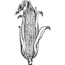 With 147 years in the making, a corn cob pipe is a great pipe to enjoy for generations to come. Corn On The Cob Drawing Png Image Png Arts
