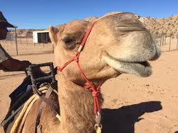 No tour insights on this listing. Camel Safari Camelsafariride Twitter