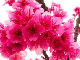 Japanese Dark Pink Sakura 5 Seeds Cherry Blossom Flowers Flowers Beautiful Flowers