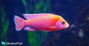 8 Best Cichlid Food For Max Health Color Growth