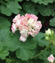 Fructigena, with a third strain, m. Appleblossom Rosebud 1870