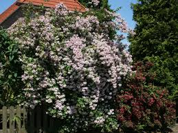 Perlmuttstrauch Kolkwitzie Kolkwitzia Amabilis Pflanzen Schatten Bepflanzung Blutenhecke