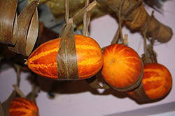 Image result for Cucumis aetheocarpus