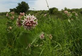 Image result for Buchnera speciosa