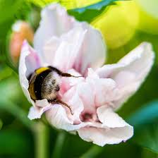 We have a vision for a world where bumblebees are thriving and valued. Tired Bumblebees Who Fell Asleep Inside Flowers With Pollen On Their Butts