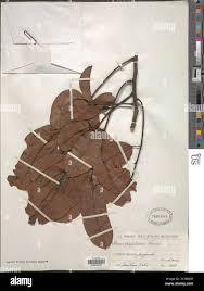 Image result for Lovoa