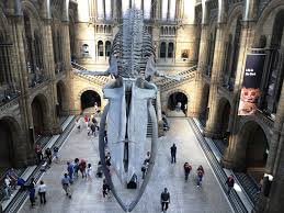 În acest video vă prezint vizita la muzeul de istorie naturală din londra. Cele Mai Vizitate Obiective Din Londra Vacante Vacante