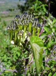 Image result for Ceropegia mirabilis
