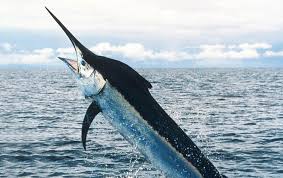 More images for marlin fish vs swordfish » Blue Marlin