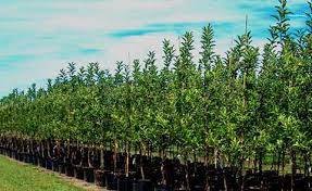 Van well nursery is a top supplier of fruit trees to commercial orchardists, wholesale and retail nurseries and the average backyard gardener. How To Setup Fruit Tree Nursery