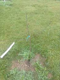 Check spelling or type a new query. Apple Tree Appears Dead On Top But Sprouting From Bottom