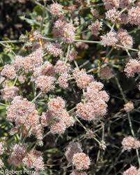 Image result for Eriosema affine