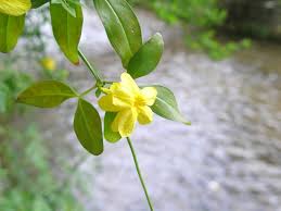 黄色の花図鑑
